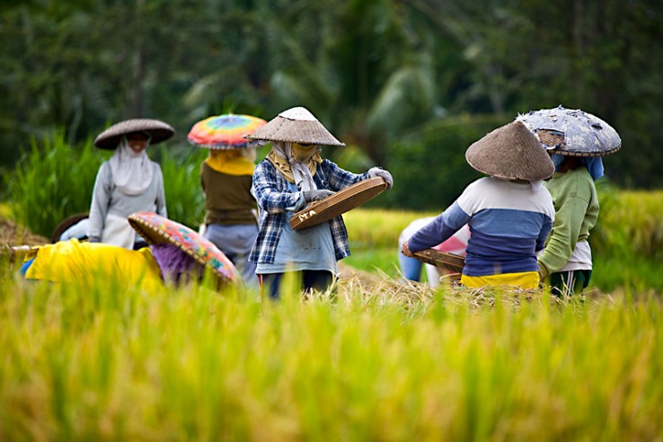 Bali Workers