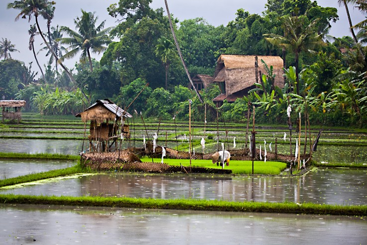 balinese rice paddy