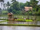 balinese rice paddy