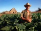 cuban tobacco farmer